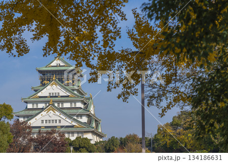 青空に映える大阪城天守閣とイチョウ　紅葉の季節 134186631