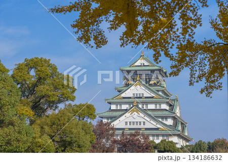 青空に映える大阪城天守閣とイチョウ　紅葉の季節 134186632