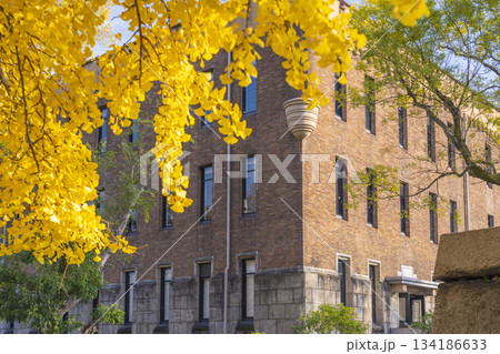 黄葉したイチョウとミライザ大阪城　紅葉の季節 134186633