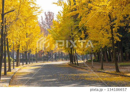 大阪城公園　秋の銀杏並木 134186657