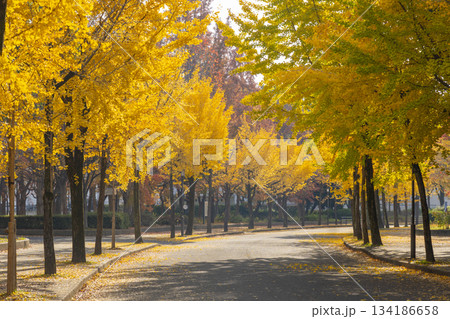 大阪城公園　秋の銀杏並木 134186658