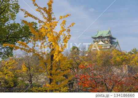 青空に映える大阪城天守閣　紅葉の季節 134186660
