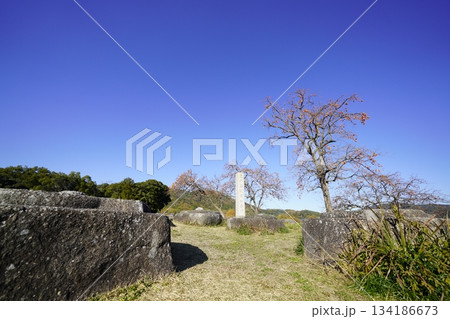 恭仁京　山城国分寺跡柿の木 134186673