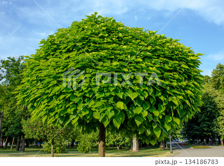 Catalpa Bignonioides Tree in the garden over blue sky. Leaves of Catalpa bignonioides. Common names include southern catalpa, cigar tree or Indian bean tree. 134186783