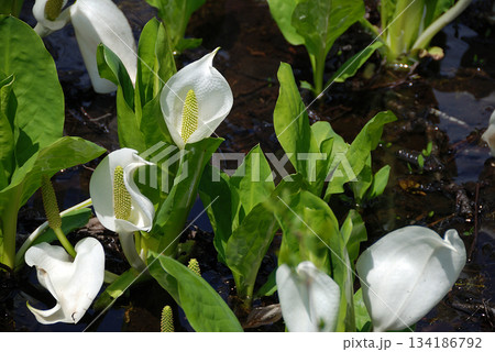 Skunk cabbage cluster 見頃を迎えた湿原の清流に咲く水芭蕉(ミズバショウ)の群生 134186792