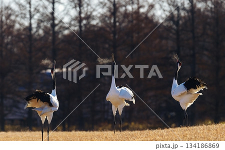 呼吸を合わせて踊るタンチョウ 134186869