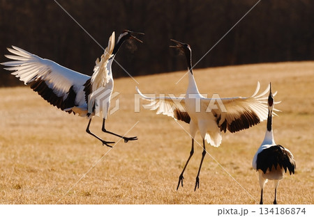 内輪もめする丹頂 134186874