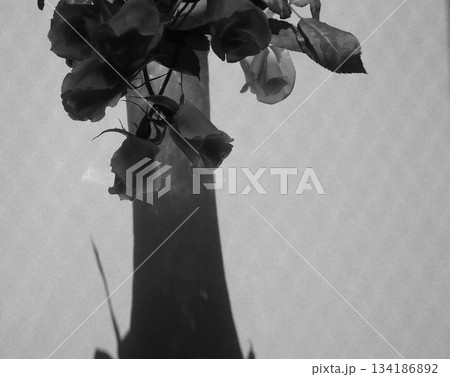 モノクロな薔薇の花と花瓶 134186892