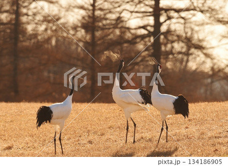 歌唱指導 歌唱指導 134186905