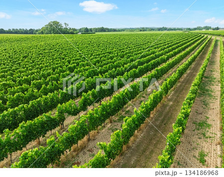 Lush Vineyard Landscape in Bordeaux, France, A Serene View of Vines and the Sky 134186968