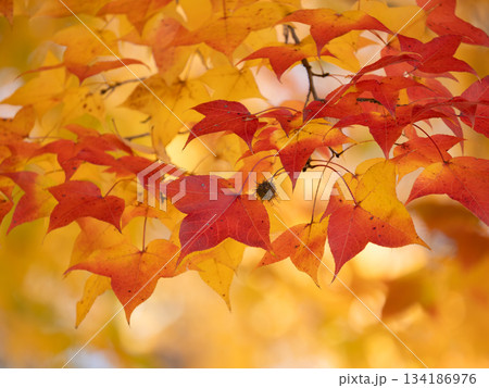 晩秋の美しいフウの紅葉 134186976