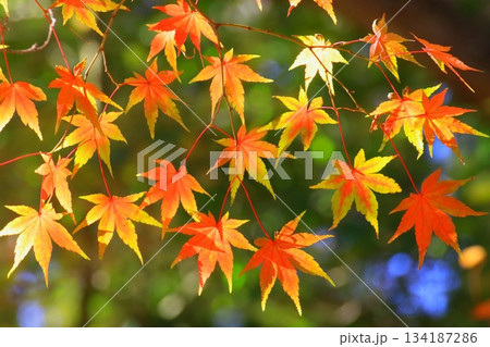 紅葉のモミジ（秋イメージ） 134187286