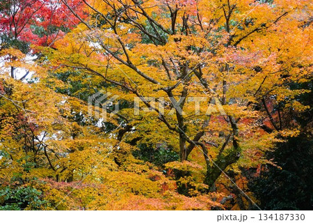 心癒される今年の紅葉 134187330