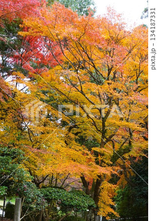 心癒される今年の紅葉 心癒される今年の紅葉 134187331