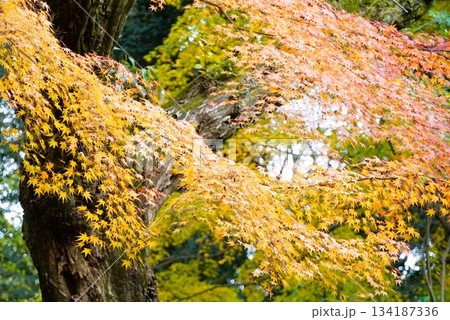 心癒される今年の紅葉 心癒される今年の紅葉 134187336