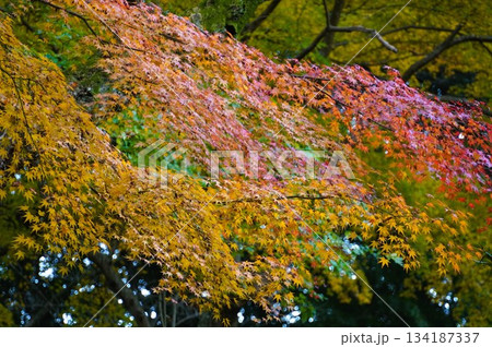 心癒される今年の紅葉 134187337