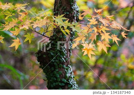 心癒される今年の紅葉 134187340