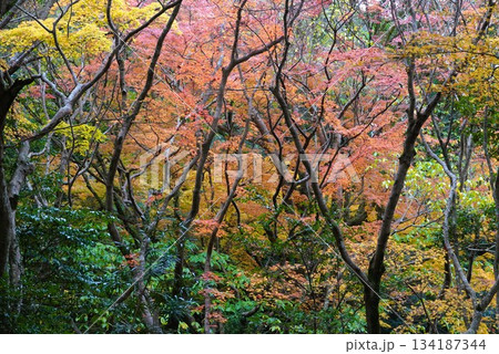 心癒される今年の紅葉 134187344