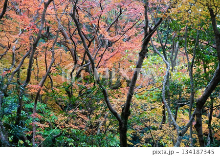 心癒される今年の紅葉 134187345