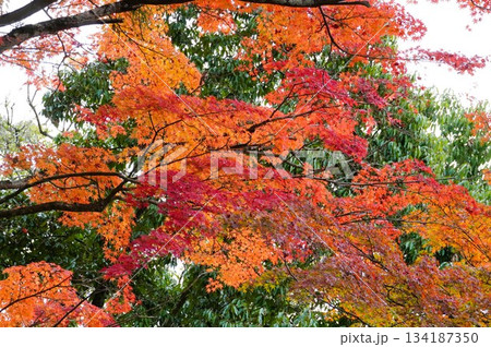 心癒される今年の紅葉 134187350