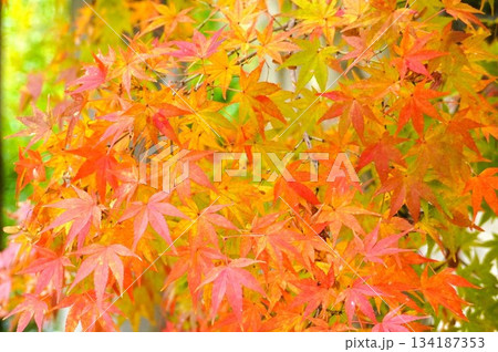 心癒される今年の紅葉 134187353