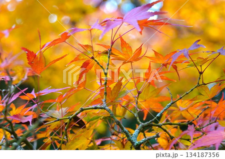 心癒される今年の紅葉 134187356