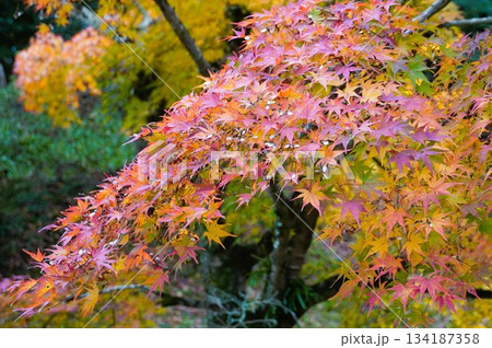 心癒される今年の紅葉 134187358