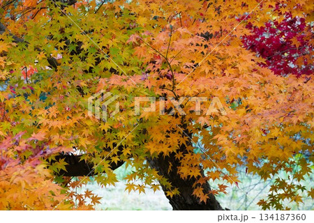 心癒される今年の紅葉 134187360