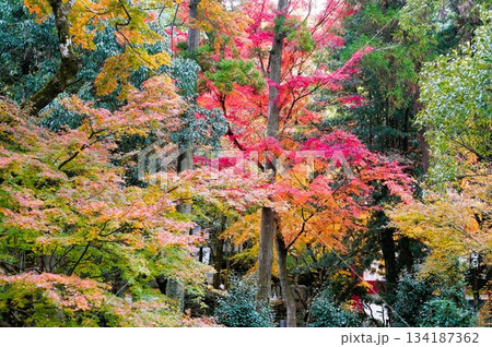 心癒される今年の紅葉 134187362