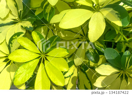 Schefflera Arboricola Janine plants or Umbrella Tree background. Variegated leaves of Octopus Tree Schefflera Actinophylla. Exotic yellow green leaves background. Schefflera Arboricola Janine plants or Umbrella Tree background. Variegated leaves of Octopus Tree Schefflera Actinophylla. Exotic yellow green leaves background. 134187422