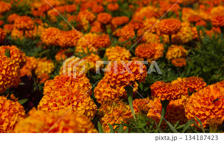 Cempasuchil flowers in a flower field. Mexican the Day of the dead flowers. Traditional Cempasuchil Marigold flowers used for traditional altars in Mexico. Cempasuchil flowers in a flower field. Mexican the Day of the dead flowers. Traditional Cempasuchil Marigold flowers used for traditional altars in Mexico. 134187423