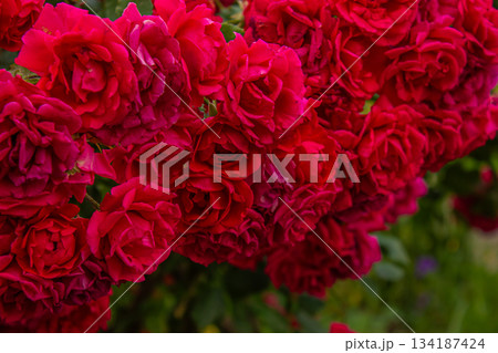 Lot of Red climbing Roses. Ornamental red roses filled picture. Bush of beautiful climbing scarlet roses on green background. A lot of red velvet roses. 134187424