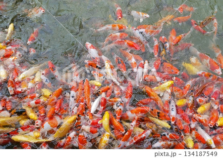 Closeup colorful koi fishes swimming in the pond Closeup colorful koi fishes swimming in the pond 134187549
