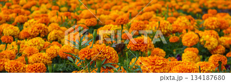 A panoramic shot of a field with orange Marigolds. Mexican the Day of the dead flowers. Traditional Cempasuchil Marigold flowers used for traditional altars in Mexico. A panoramic shot of a field with orange Marigolds. Mexican the Day of the dead flowers. Traditional Cempasuchil Marigold flowers used for traditional altars in Mexico. 134187680