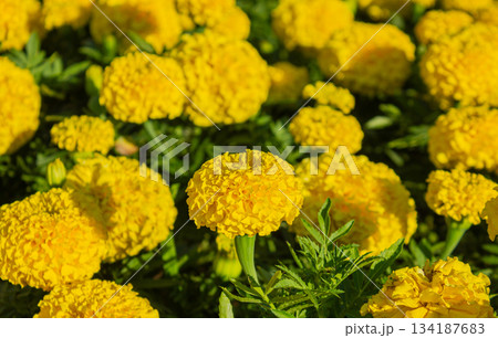 Bright yellow Tagetes erecta flowers in full bloom. 134187683