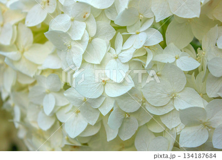Close-up texture of White Hydrangea flowers. Blooming white Hydrangea. 134187684