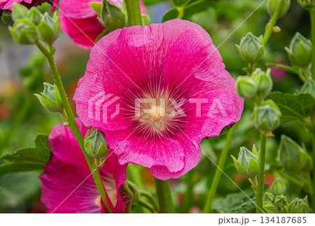 Close-up of the Pink Alcea rosea hollyhock flower in a garden. 134187685