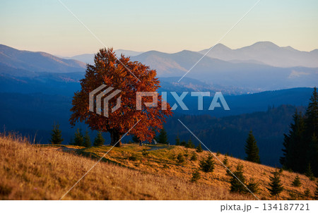 Tranquil autumn landscape with solitary tree with bright red leaves on rolling hillside. Layers of misty blue mountains and forest of evergreens, all bathed in soft, golden light under a clear sky. 134187721