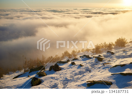 Snow-covered mountain slope at dawn, with scattered rocks and small trees adding texture to foreground. Sea of clouds below bathed in soft hues of blue and gold as sunlight gently illuminates scene. 134187731