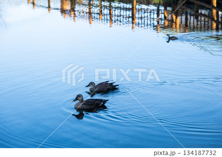水面にかるがもが浮いている風景の素材写真　鹿児島県湧水町の丸池公園 134187732