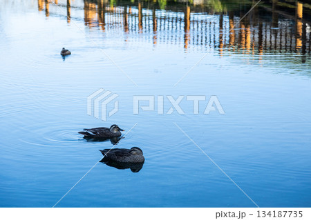 水面にかるがもが浮いている風景の素材写真 鹿児島県湧水町の丸池公園 水面にかるがもが浮いている風景の素材写真 鹿児島県湧水町の丸池公園 134187735