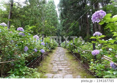 満開のアジサイ 紫陽花 あじさい 出塩文殊堂 山形市 満開のアジサイ 紫陽花 あじさい 出塩文殊堂 山形市 134187785