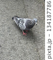 ハト 134187786