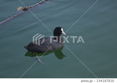 海を泳ぐ黒い鳥 海を泳ぐ黒い鳥 134187810