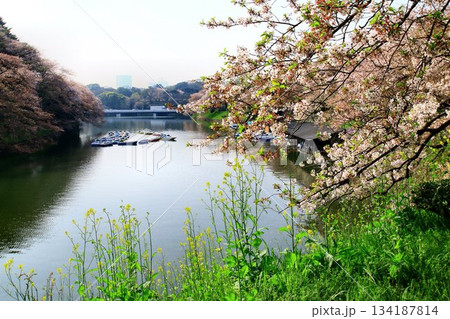 見頃を過ぎた桜花も映える御濠… 『千鳥ヶ淵』と『桜』 134187814