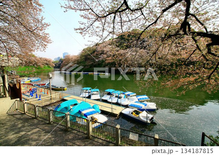 見頃を過ぎた桜花も映える御濠… 『千鳥ヶ淵』と『桜』 134187815