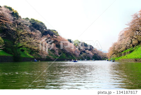 見頃を過ぎた桜花も映える御濠… 『千鳥ヶ淵』と『桜』 134187817