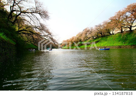 見頃を過ぎた桜花も映える御濠… 『千鳥ヶ淵』と『桜』 134187818