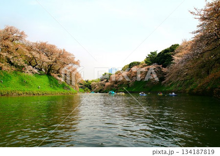 見頃を過ぎた桜花も映える御濠… 『千鳥ヶ淵』と『桜』 134187819