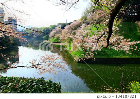 見頃を過ぎた桜花も映える御濠… 『千鳥ヶ淵』と『桜』 見頃を過ぎた桜花も映える御濠… 『千鳥ヶ淵』と『桜』 134187821